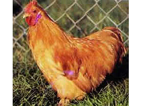 Poule de Pékin fauve naine de la ferme de Beaumont