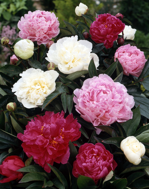 Pivoine Rouge, Rose & Blanc - Paeonia