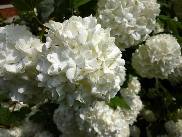 Viorne Obier Roseum - Viburnum Opulus