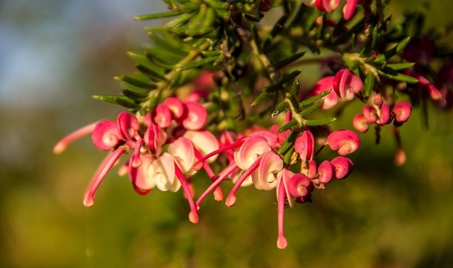 Grevillea 'Red Salento'