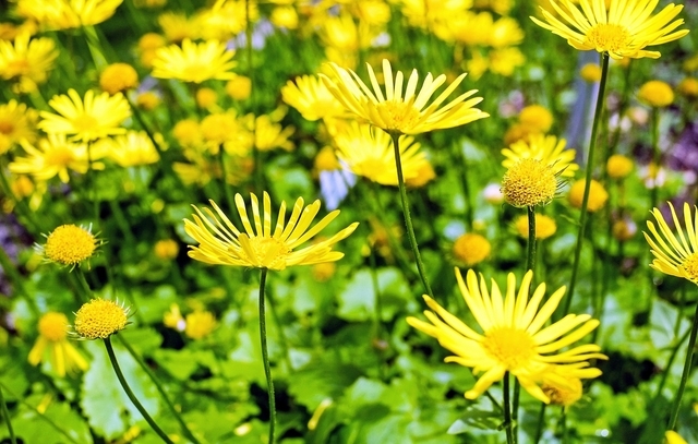 Doronic du Caucase (Doronicum Orientale)