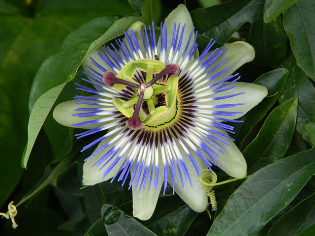 Passiflora Edulis (Passiflore)