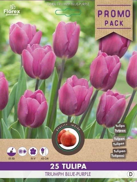 Tulipe Triumph Blue-Purple