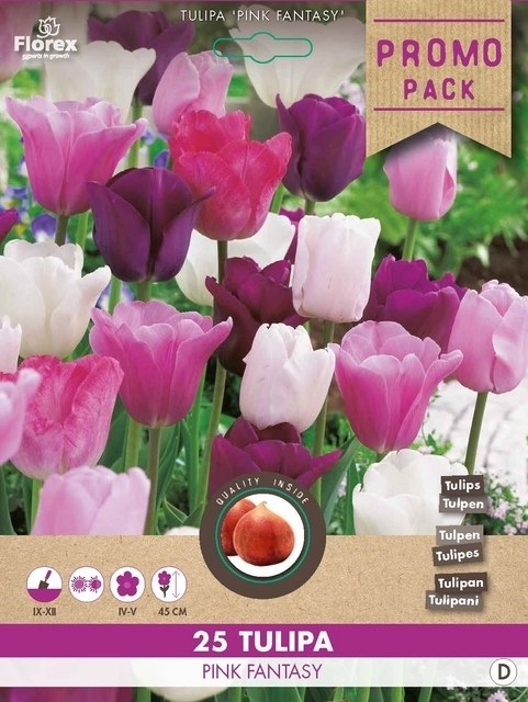 Tulipe Pink Fantasy