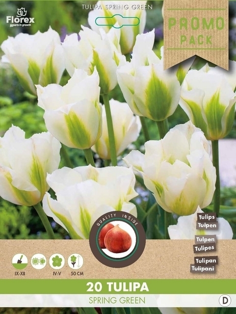 Tulipe Spring Green