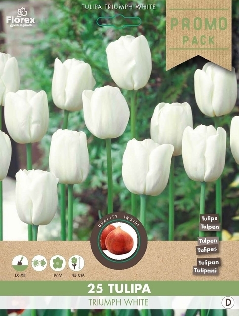 Tulipe Triumph Blanche