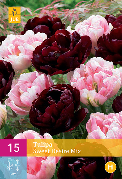 Tulipes Sweet Desire en MÃ©lange