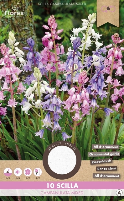 Scilla Campanulata MÃ©lange