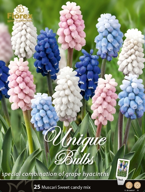 Muscari Sweet Candy MÃ©lange