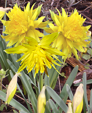 Narcisse Rip van Winkle - Narcissus