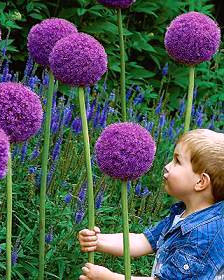 Allium Gladiator