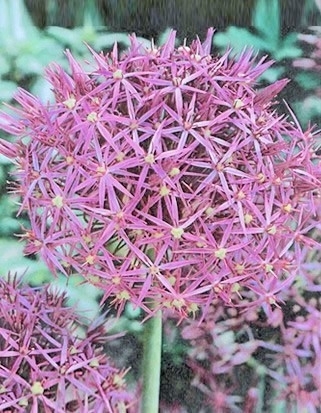 Allium Albopilosum Christophii
