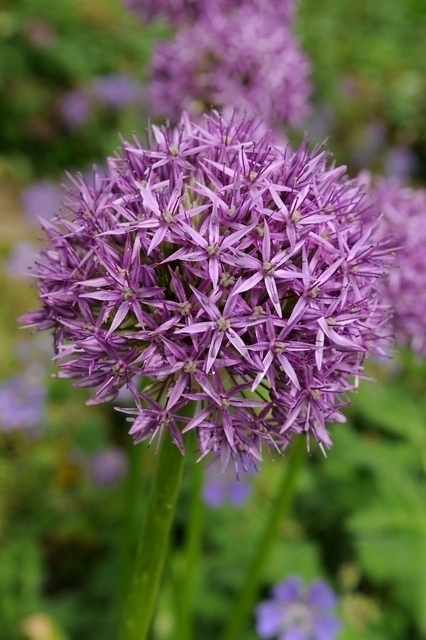 Allium Aflatunense (En Vrac)