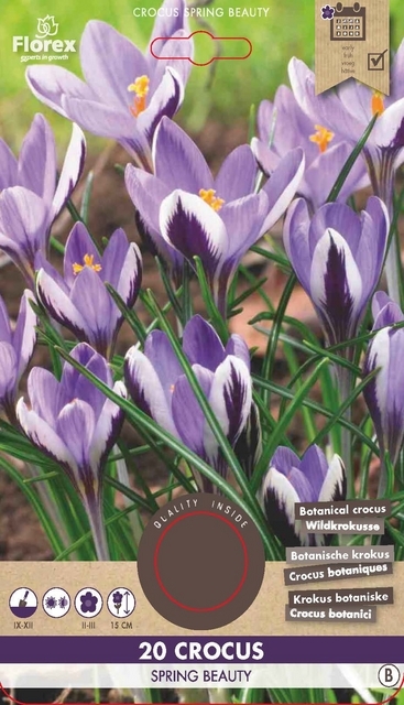 Crocus Spring Beauty