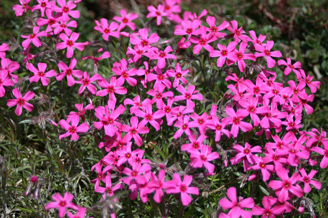 Phlox subulata scarlet flame - Phlox mousse