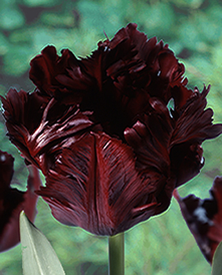Tulipe Black Parrot