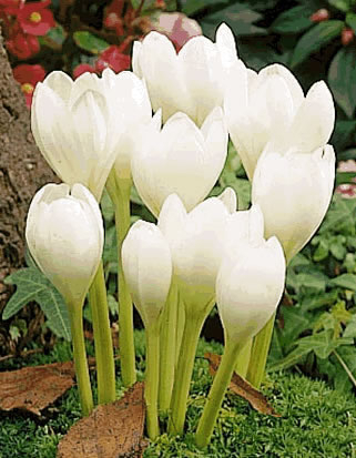 Colchicum autumnale Album