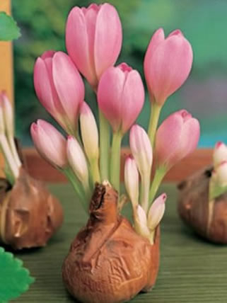 Colchicum The Giant