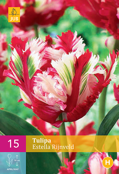 Tulipe Estella Rijnveld