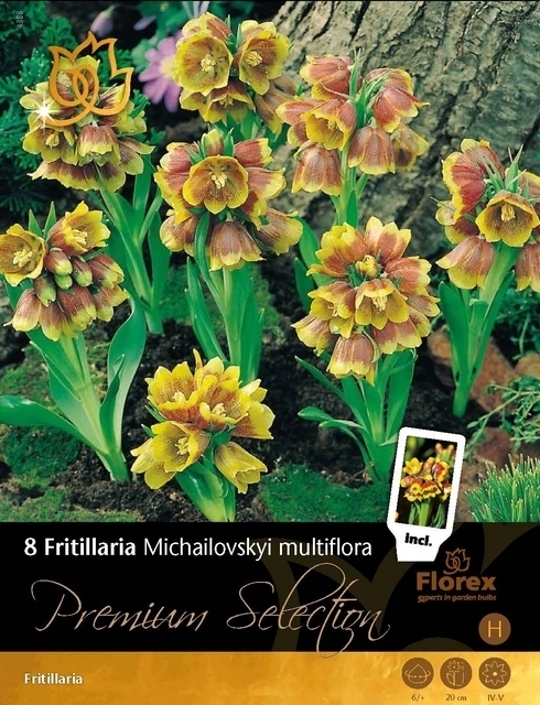 Fritillaire Michailovsky multiflora