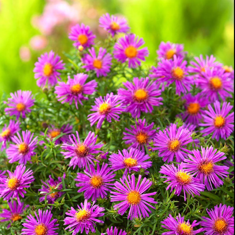 Aster nain d'automne 'Alice Haslam'