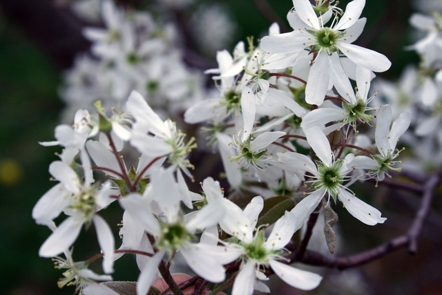 Amelanchier lamarckii