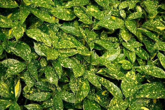 Aucuba Japonica Variegata - Aucuba du Japon