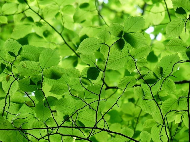 Charme Commun (Carpinus Betulus)