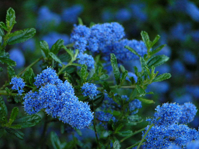 CÃ©anothe 'Repens' (Ceanothus Thyrsiflorus)