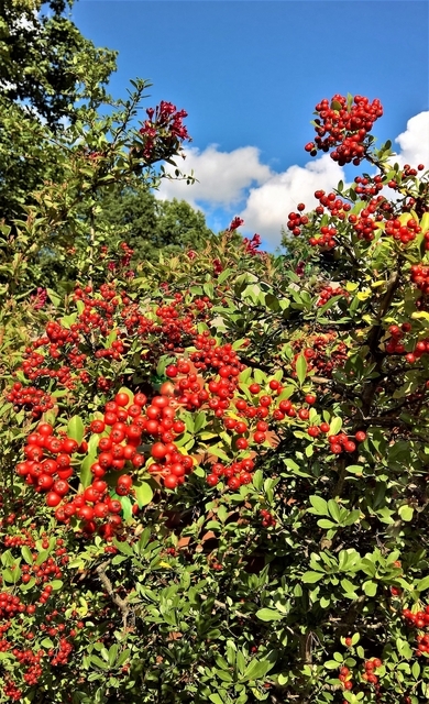 Cotoneaster Suecicus Coral Beauty - Cotoneaster Suecicus