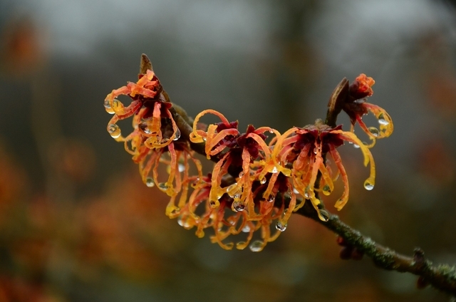 Noisetier de SorciÃ¨re Diane