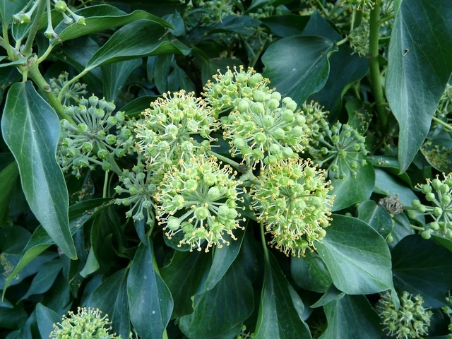 Hedera Helix Arborescens - Lierre de Perse