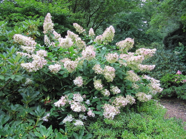 Hortensia Kyushu