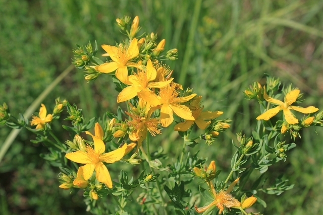 Hypericum Inodorum Magical - Millepertuis