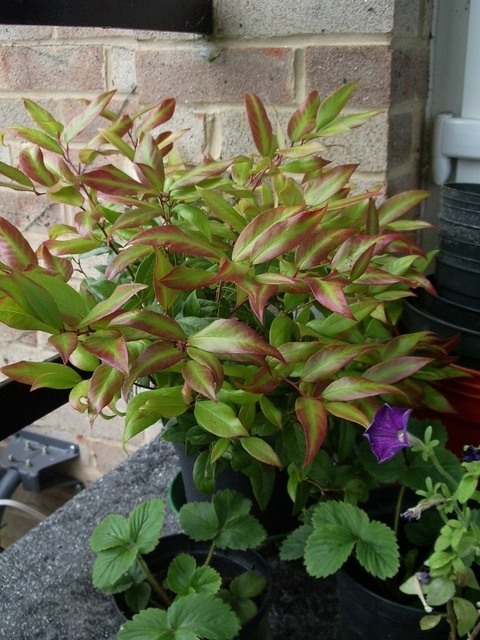 Leucothoe Â« Zeblid Â»