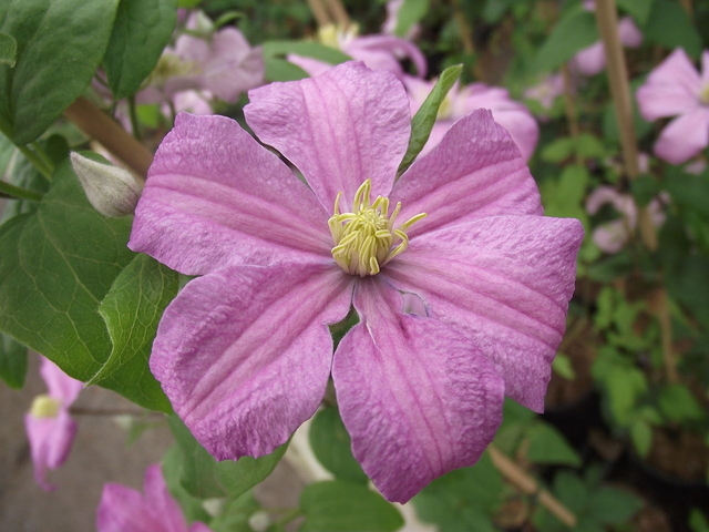 Clematis Comtesse de Bouchaud