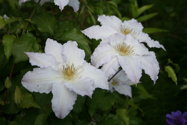 Clematis Gladys Picard