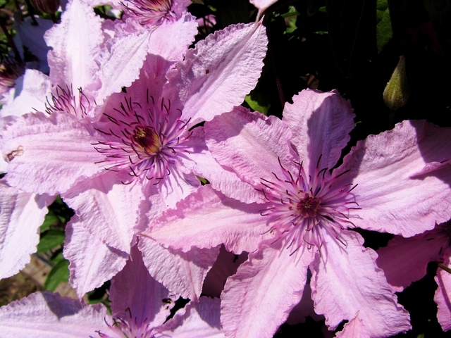 ClÃ©matite - Clematis Hagley Hybrid