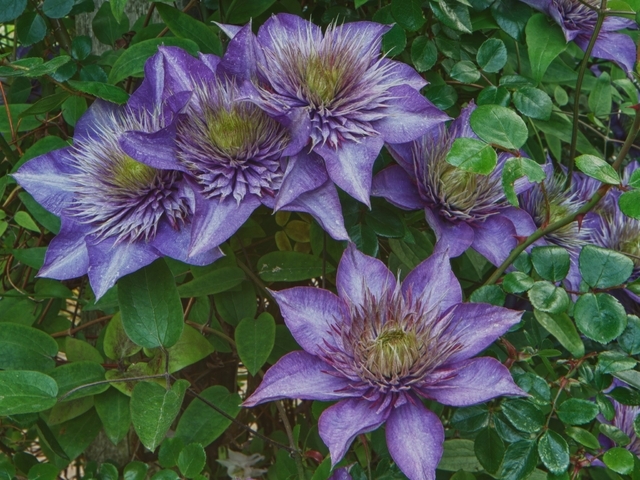 ClÃ©matite - Clematis Multi Blue