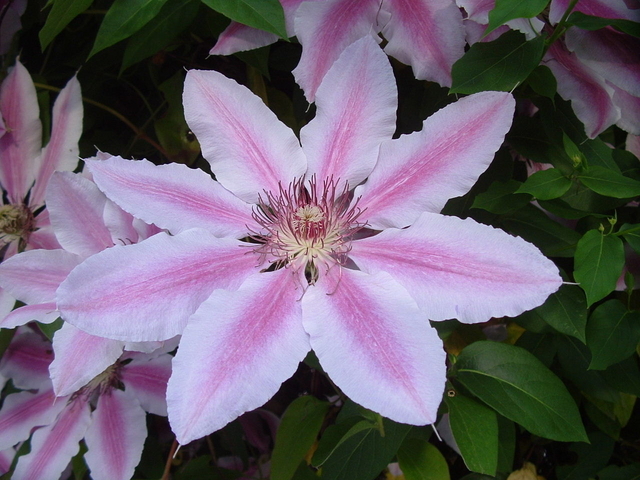 Clematis Nelly Moser
