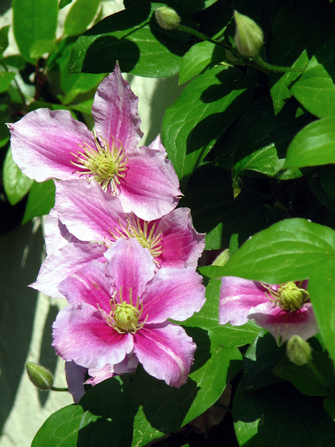 ClÃ©matite - Clematis Piilu