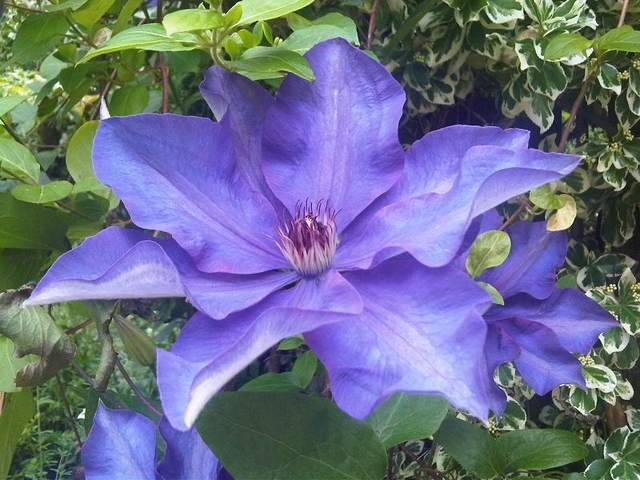 ClÃ©matite - Clematis The President