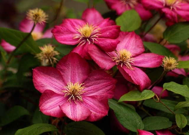 Clematis Ville de Lyon