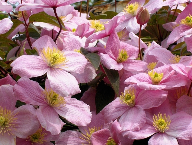 Clematis Montana Rubens