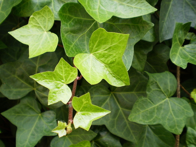Hedera Helix - Lierre Grimpant