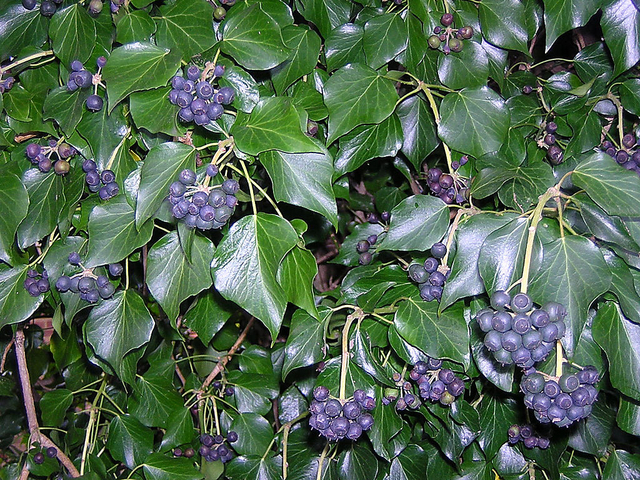 Hedera Hibernica