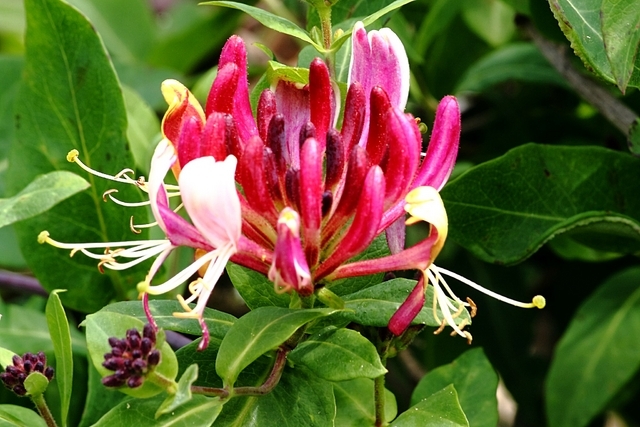 Lonicera Heckrottii Â«GoldflameÂ»