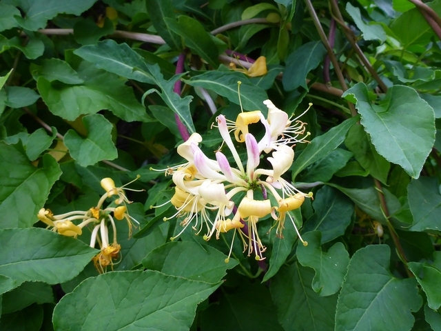 Lonicera Periclymenum - ChÃ¨vrefeuille des Bois