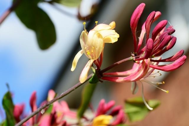 Lonicera Periclymenum Serotina - ChÃ¨vrefeuille des Bois