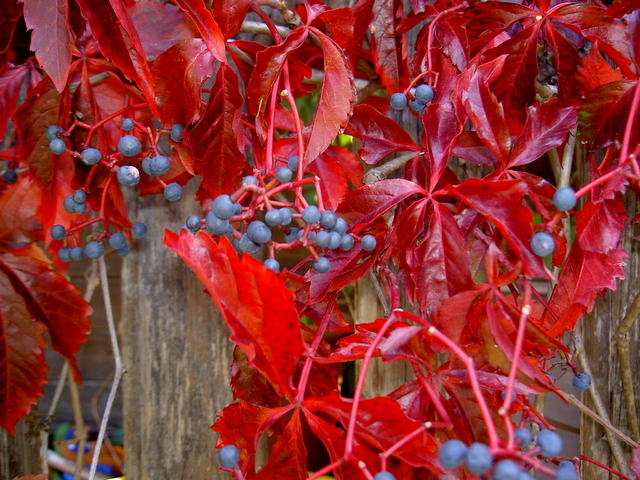 Parthenocissus Quinquefolia Engelmannii - Vigne Vierge Ã  Cinq Folioles